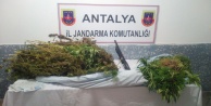 JANDARMA 12 KG ESRAR ELEGEÇİRDİ