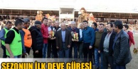 SEZONUN İLK DEVE GÜREŞİ