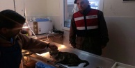 YARALI KEDİYE JANDARMA ŞEFKATİ