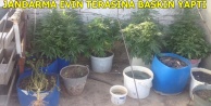 TERASTA SAKSILAR İÇİNDE HİNT KENEVİRİ