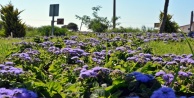 50 BİN ÇİÇEKLE RENGARENK OLDU