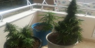 BALKONDA HİNT KENEVİRİ YETİŞTİREN 1 KİŞİ YAKALANDI