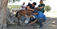 YARALI AT YAVRUSUNA İLK MÜDAHALEYİ YAPTILAR