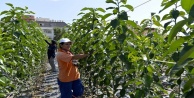 10 bin turunç fidanı ürettiler