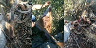 Dağ keçileri kaçak avcı kurbanı oldu