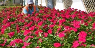 Alanya’ya 200 bin çiçek