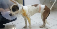 Ölüme terk edilen köpeklere Büyükşehir sahip çıktı
