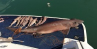 14 köpek balığı yakalandı