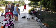Kedi katliamlarına önlemler alınacak