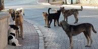 Ölüme terk edilen sokak köpeklerini belediye kurtardı