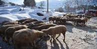 Alanya'da 6 kişi ve 300 koyun donmaktan kurtarıldı