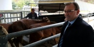 Genç çiftçilere büyükbaş hayvan dağıtıldı