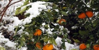 Portakal ve limon ağaçları beyaza büründü