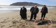Alanya’da ölü Akdeniz foku sahile vurdu