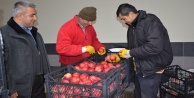 Rusya’ya Elma ihracatı başladı