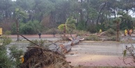 Şiddetli fırtına ağaçları söktü