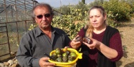 Türkiye'nin ilk çikolata meyvesini yetiştirdi