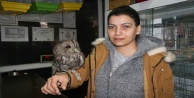 Yaralı baykuş hayvanat bahçesine teslim edildi