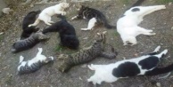 Alanya'da 25 kedi katledildi