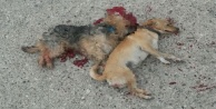 İki köpeğin 'kasten ezildiği' iddiası