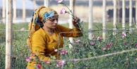 Sevgililer Günü için 8 milyon dolarlık çiçek ihracatı