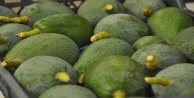 Avakado fiyatları rekora koşuyor
