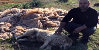 Köpekleri zehirleyerek öldürdüler