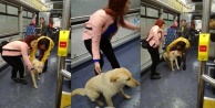 Yağmurdan kaçan köpek otobüse sığındı