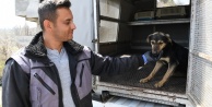 7 yavrulu köpeğe belediye sahip çıktı