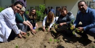 Hastane çalışanları ve hastalar sebze fidesi diktiler