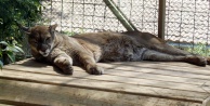 Hayvanat bahçesinin yeni misafirleri var
