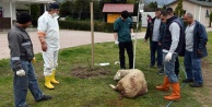Yavruları karnında ölen koyun kurtarıldı