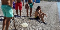 10 kilogram ağırlığındaki zehirli denizanası sahile vurdu