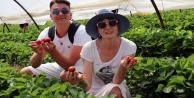 Çilek seraları ve meyve bahçeleri turistlere açıldı