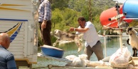 Keçiler tekneyle taşınıyor