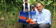 Üreticiler domatesteki fiyat artışından memnun