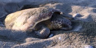 Alanya sahillerine yumurta bırakıyorlar
