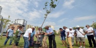 Atom bombasına direnen ağaç Antalya'da kök salacak