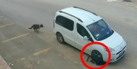 Köpeğin öldüren sürücünün ehliyetine el konuldu