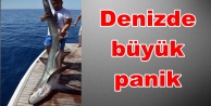 Korkutan görüntü! 5 metrelik köpek balığı...