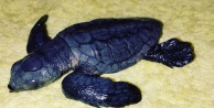 Martıdan kurtulan yavru caretta caretta yaşama tutundu