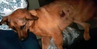 Sokak köpeğine kurşun yağmuru