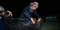Yayla şenliğinde keçi kırkma yarışması