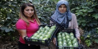 Avokadoda Alanya'nın 15 milyon adet üretim hedefi