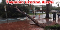 Alanya'da facia olabilirdi! Dev ağaç yola devrildi