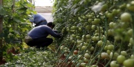 Domates fideleri Rusya için toprakla buluştu