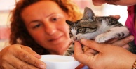 Mahsur kalan yavru kedi, cep telefonundaki kedi sesi sayesinde kurtarıldı