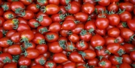 Rusya'dan üreticiye domates müjdesi