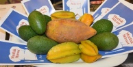 Alanya avokadosu fark yarattı