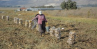 Patates hasadı sona erdi